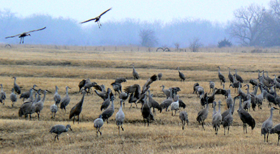 Sandhill cranes