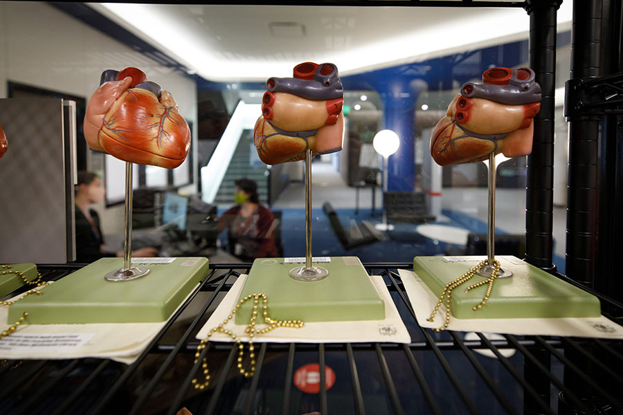 Heart models in the McGoogan Health Sciences Library