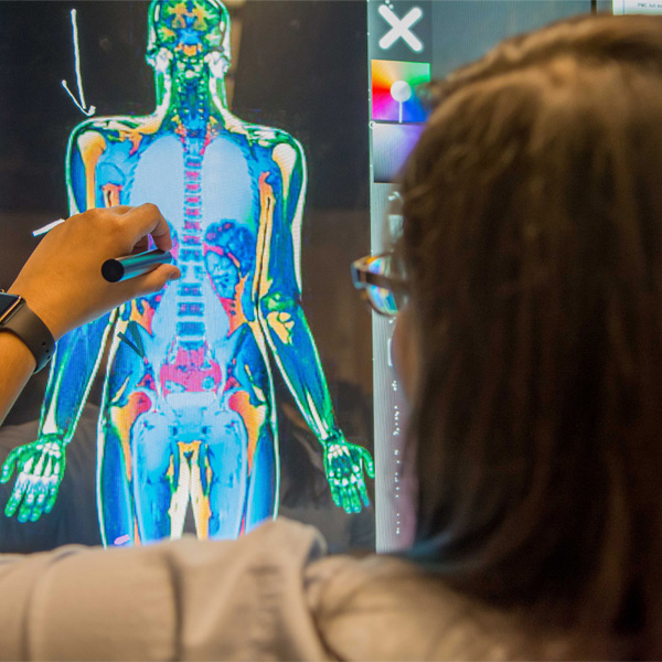 Student stands at iWall looking at interactive image of the human body