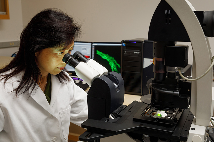 Claire Xi, PhD, looking through microscope in research lab