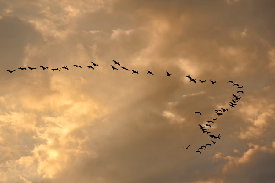 Sandhill cranes fly in formation at sunset