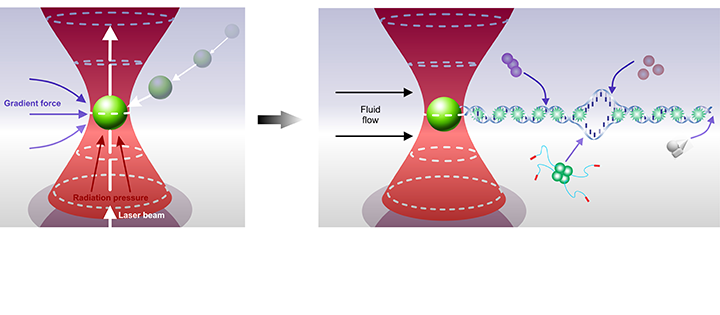 Single molecule studies of stalled DNA replication fork rescue