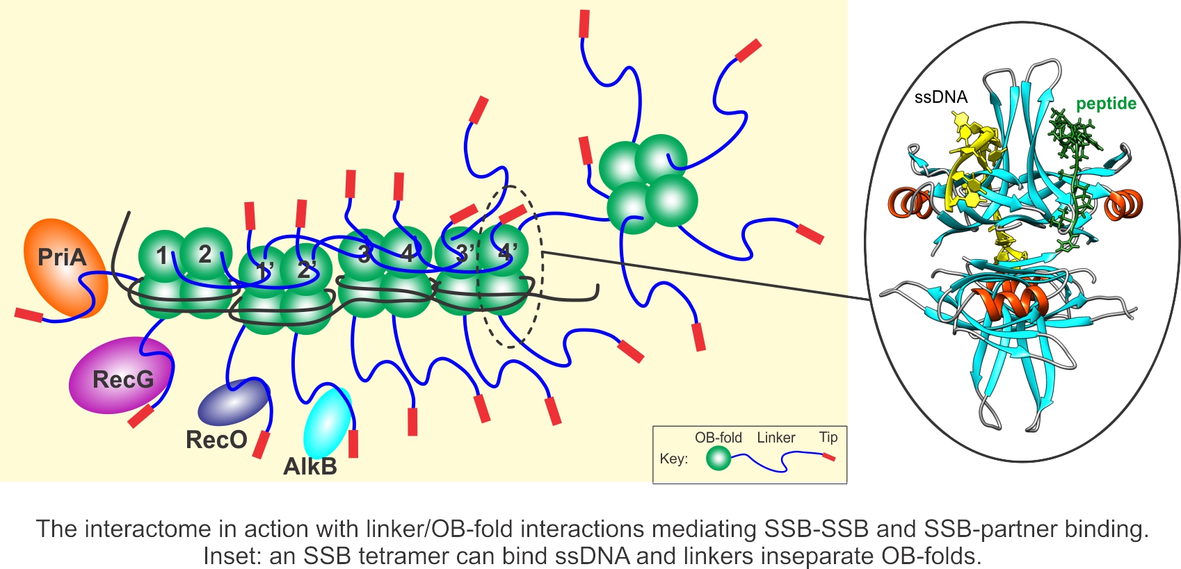 SSB interactome_2