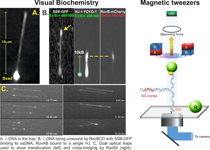 Visual biochemistry