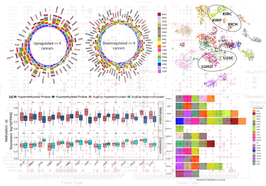 Kinase genes and cancers