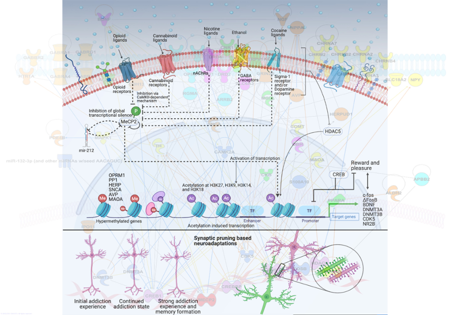 Neuroadaptation and addiction