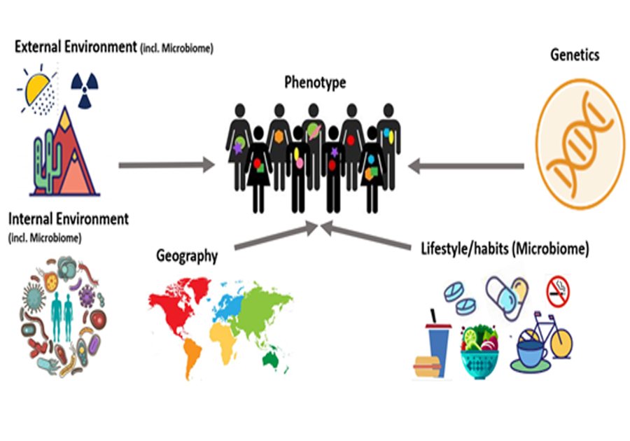 Effect of genetics and environment on the human phenotype