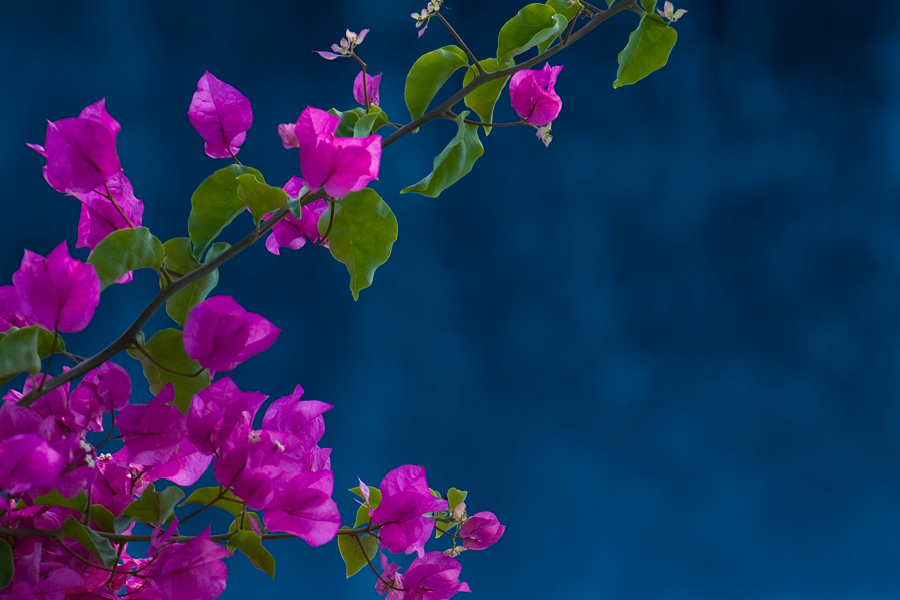 2026 Pan Pacific Lymphoma Conference