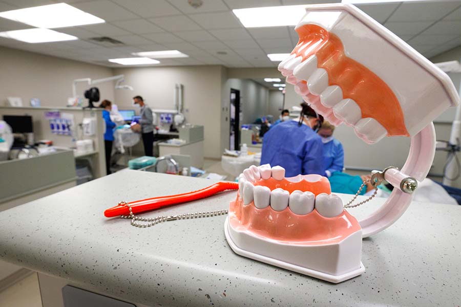 A teeth model sits on a cabinet in a clinical space where students are working with faculty. 