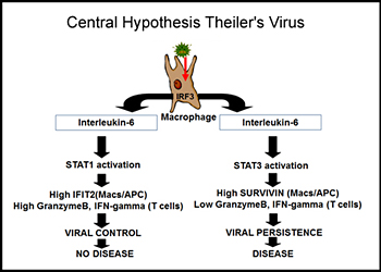 Central hypothesis Theiler's Virus