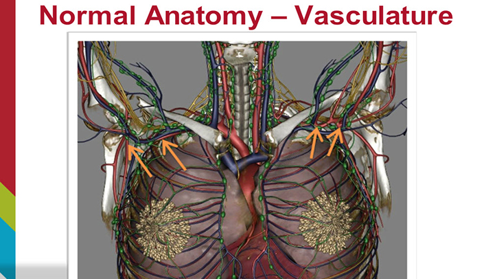 Anatomy Model Female Breasts