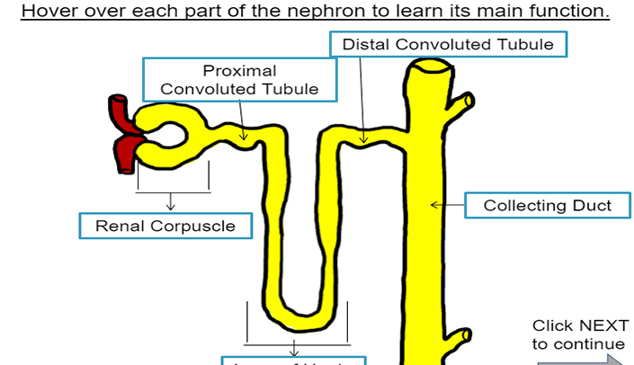 functioning of the nephron