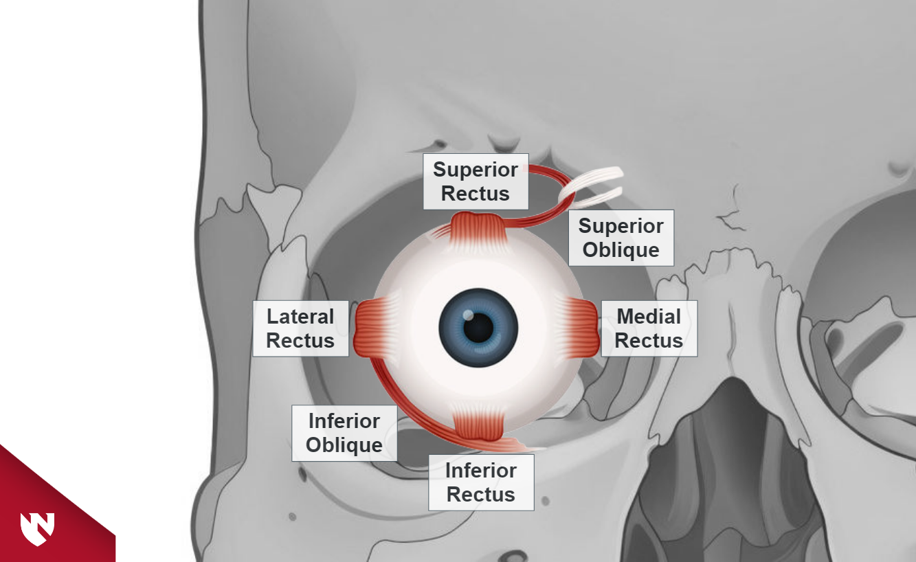 Module screenshot showing a front view of the right eye within the eye socket, highlighting the six extraocular muscles