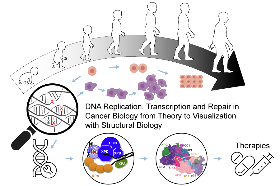 The graphical abstract shows three key ideas. The top row illustrates healthy cells dividing over a long lifespan. The middle row shows different types of DNA damage that can lead to cancer cell proliferation. The bottom row shows how bubble models can be replaced with detailed molecular models, which enables the development of targeted therapies. 