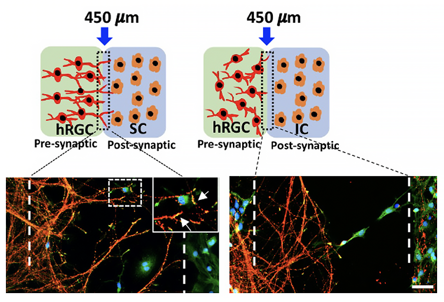 Graphic showing hESCPOU4F2-tdT-derived hRGCs are capable of discriminating between specific and non-specific central target cells and form synaptic connections, as described in text.