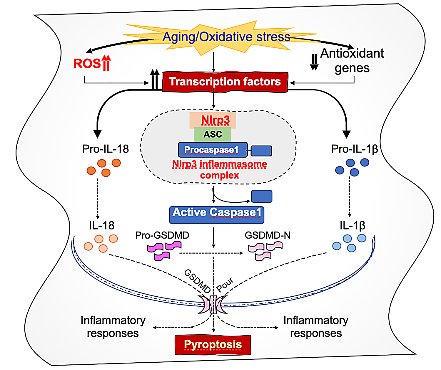 Graphic of progression of oxidative stress-and aging-induced augmented Nlrp3 inflammasome activation and pathobiology in the eye lens, as described in text.