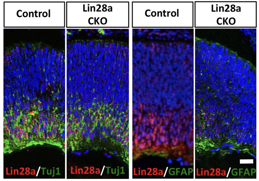 Graphic showing that conditional knock out of Lin28 during early histogenesis decreases neurogenesis (Tuj1+ cells) and leads to premature gliogenesis (GFAP+ cells).