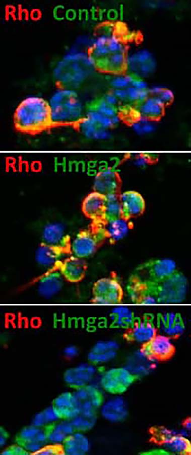 Graphic showing the effect of Hmga2 gain-of function (GOF) and loss-of-function (LOF) perturbation on photoreceptor differentiation, as described in text.