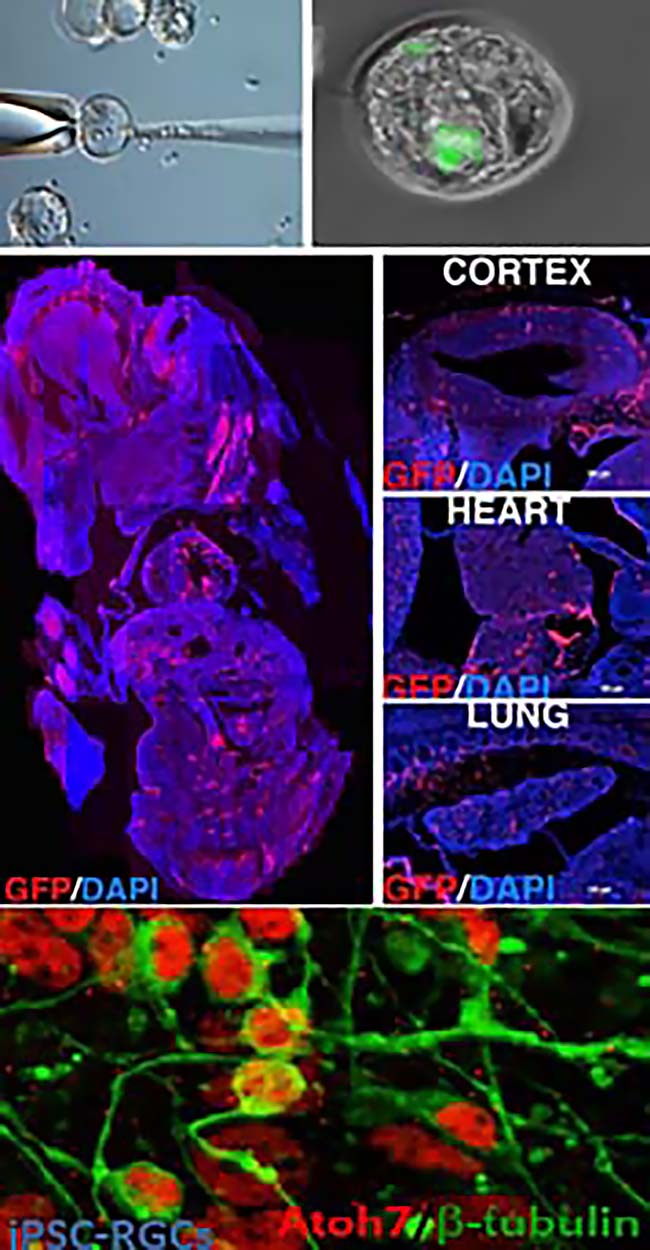 Graphic showing the generation of a chimeric embryo using the iPSCs derived from limbal stem cells by non-nucleic acid method generating cells of three germ lineages.