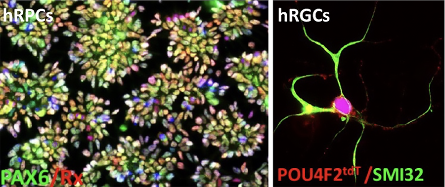 Graphic showing the generation of hRPCs and hRGCs from hESPOU4F2-tdT cells by recapitulation of the developmental mechanism.