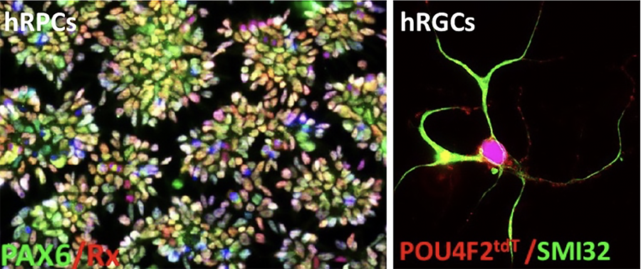 Graphic showing the generation of hRPCs and hRGCs from hESPOU4F2-tdT cells by recapitulation of the developmental mechanism.