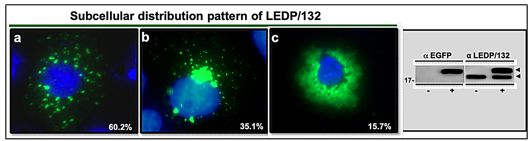 Graphic showing Subcellular distribution pattern of LEDP/132.