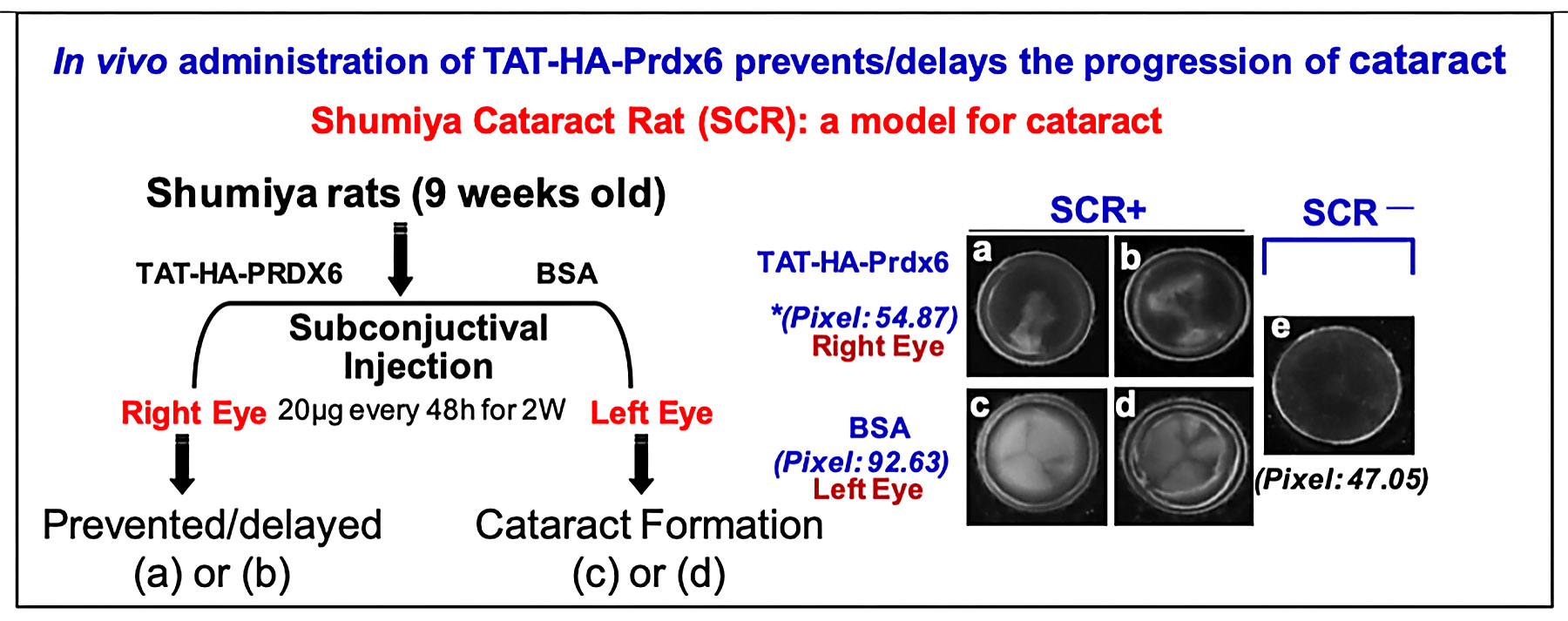 Graphic showing how recombinant Prdx6 linked to TAT, when injected subconjunctivally, can reach the lens, internalize into LECs, and delay cataractogenesis. 