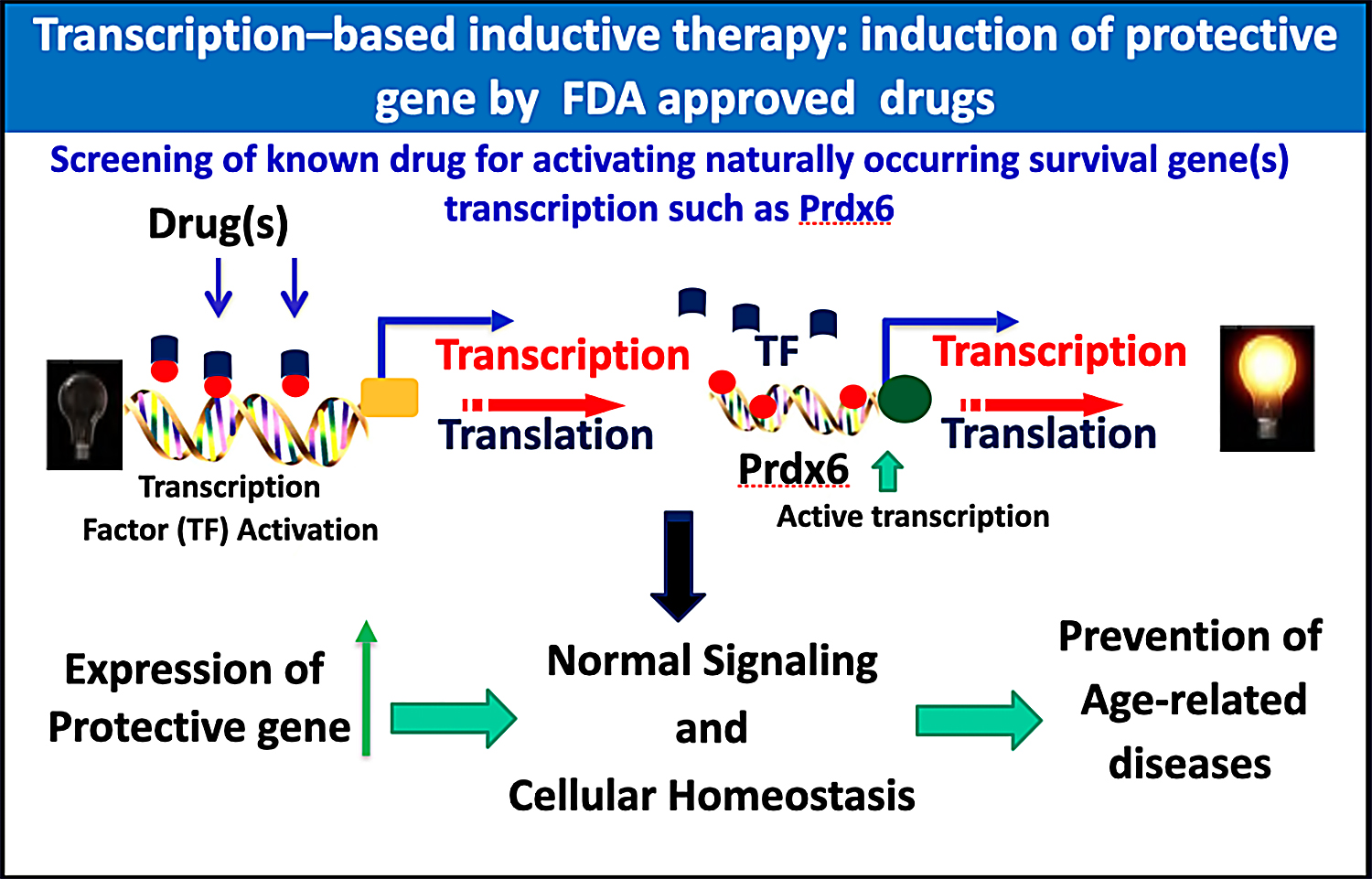 Graphic showing  the idea of developing transcription-based stimulation of an endogenous molecule to protect cells against stressors, through the use of dietary supplements, as described in text.