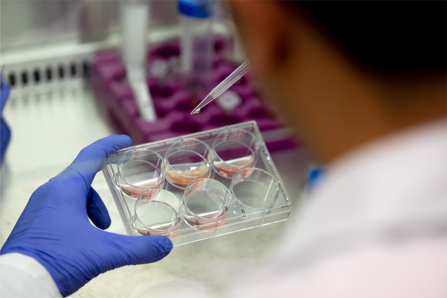 A researcher tests samples in petri dishes