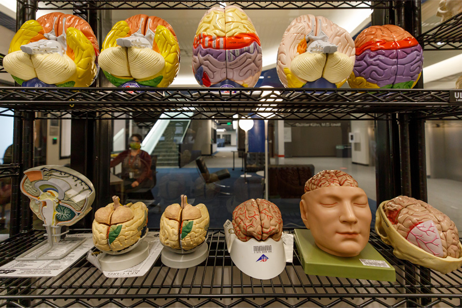 A shelf displays models of the brain