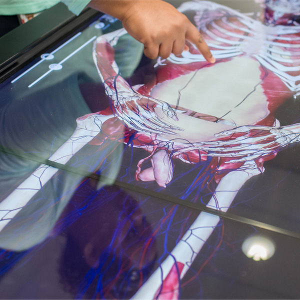 Researchers work with a digital display of human anatomy