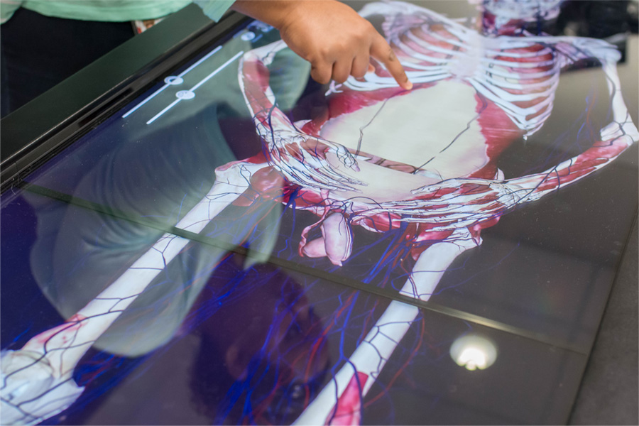 A student interacts with a digital display of the human body