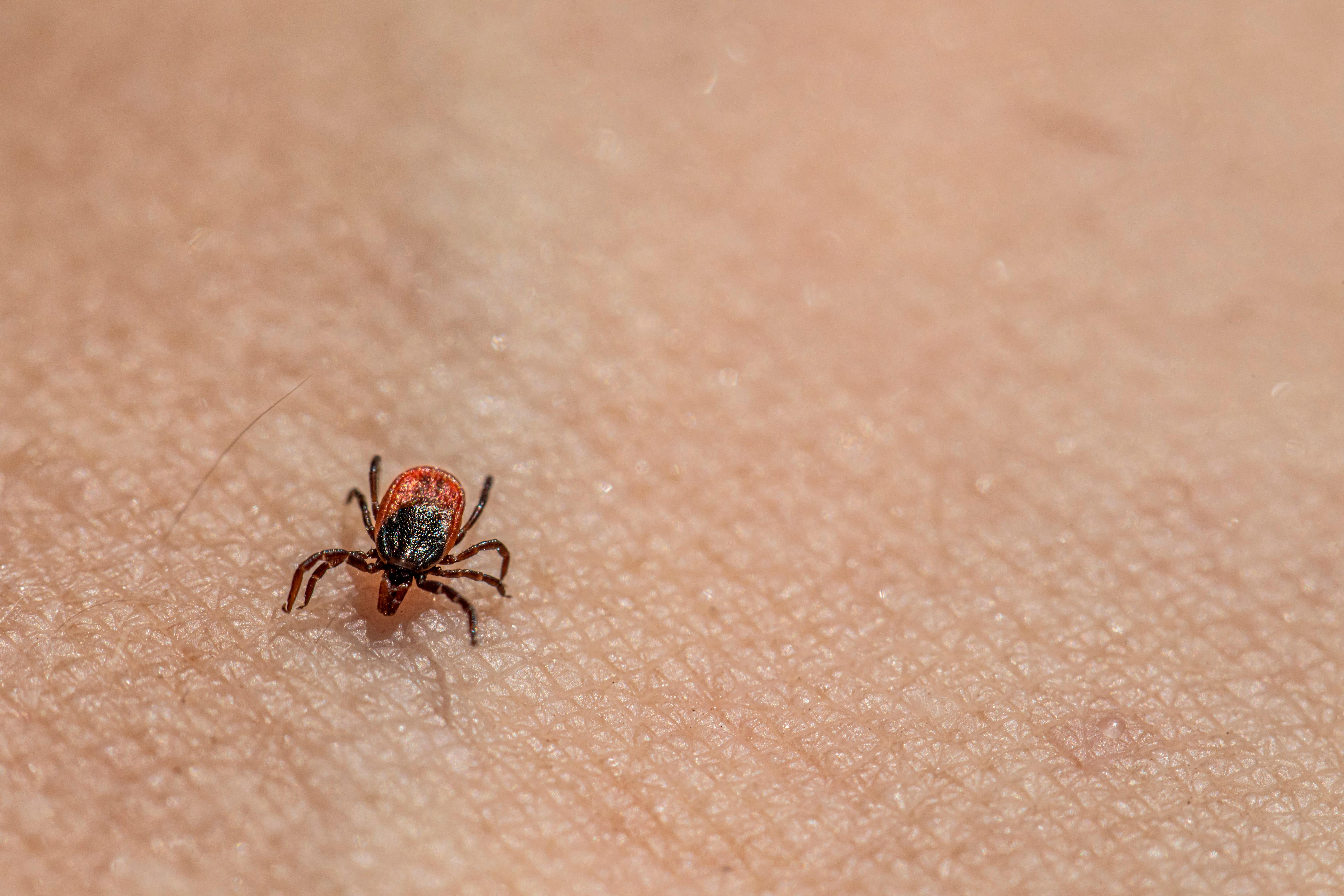 A tick on skin