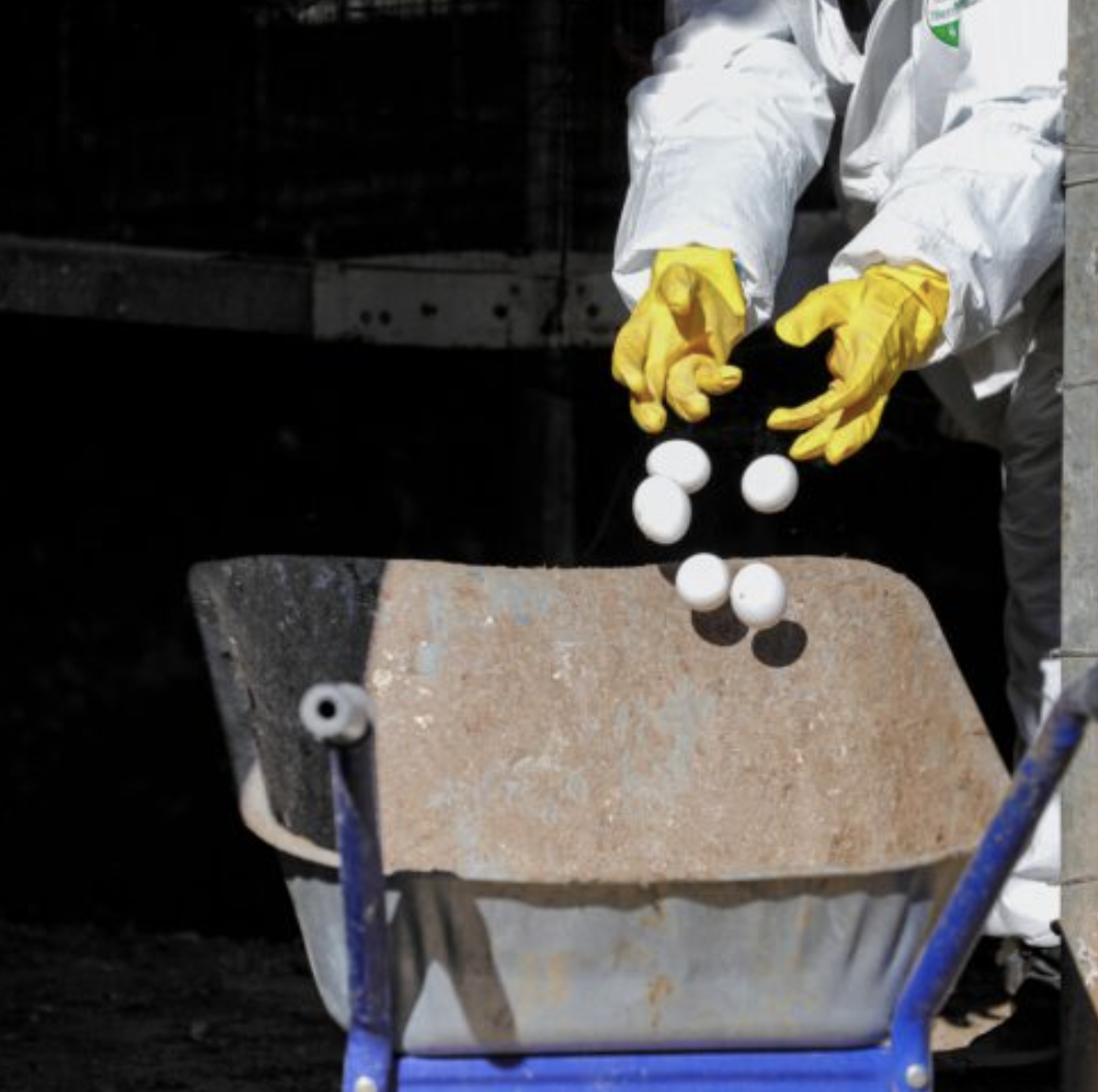 As egg prices soar, the deadliest bird flu outbreak in US history drags