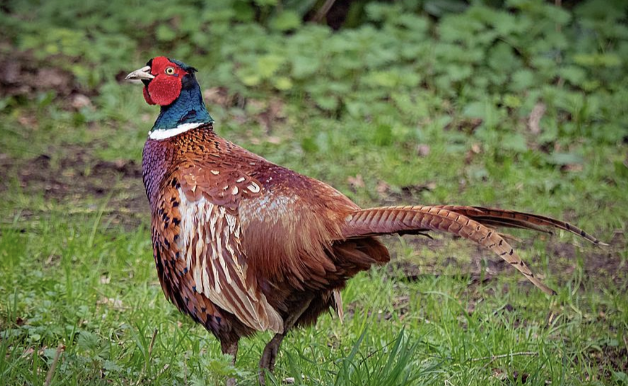 Bird Flu Outbreak at New York’s Sole Supplier of Pheasants The