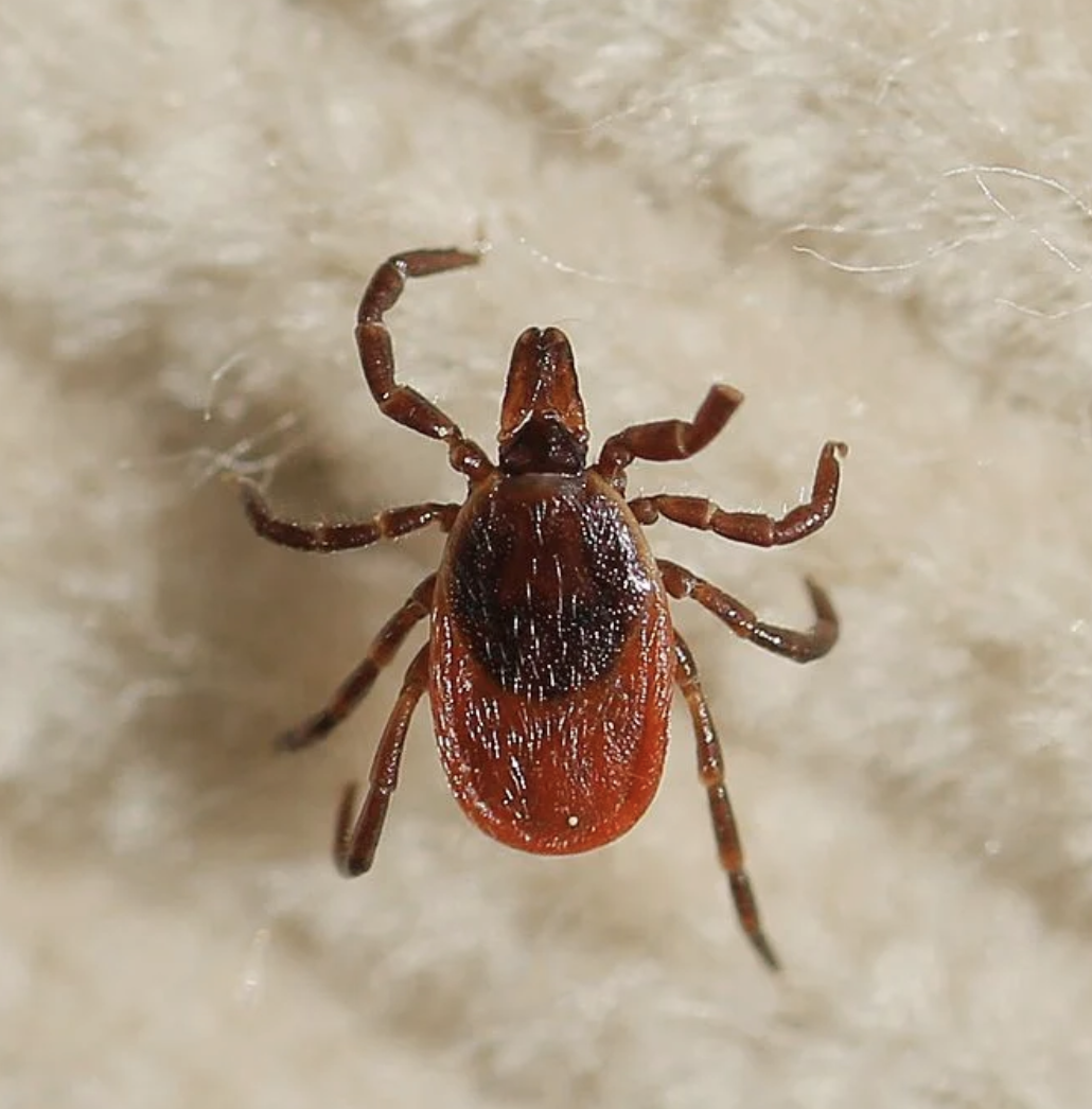 Maine Confirms Fatal Powassan Virus Case. What to Know About the Rare