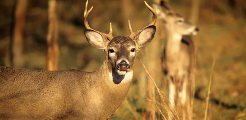 Latest Covid Twist Coronavirus Is Spreading In Deer, Study Finds—And