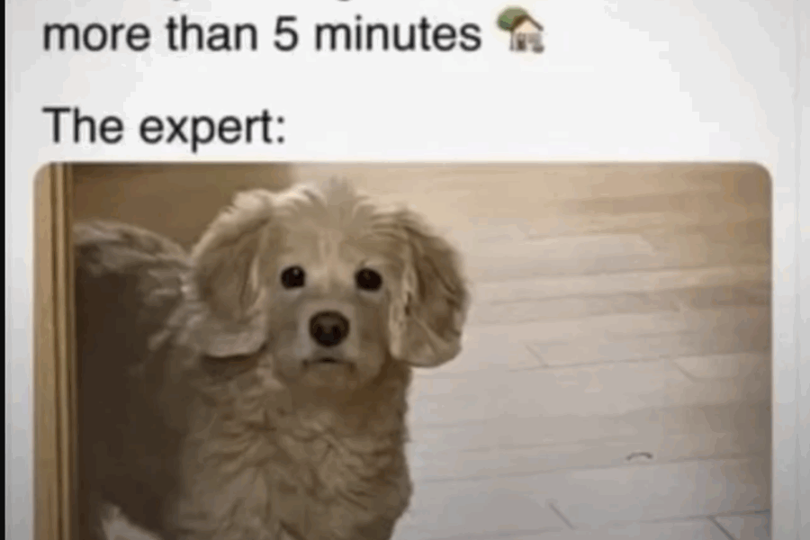 expert