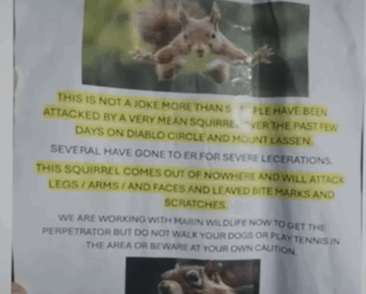 squirrel