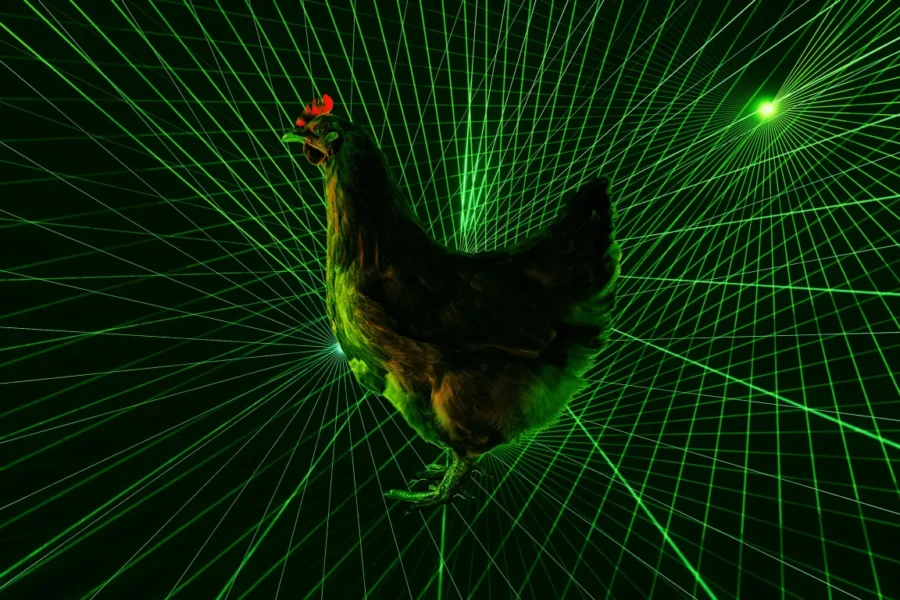 laser chicken
