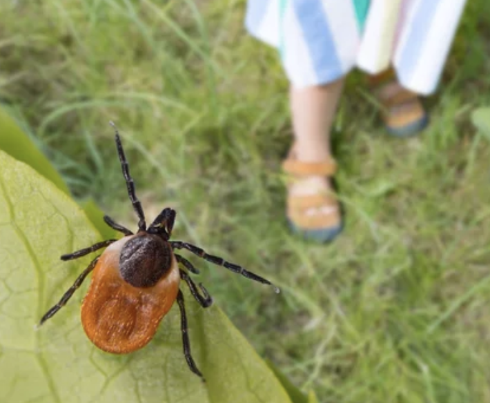 tick