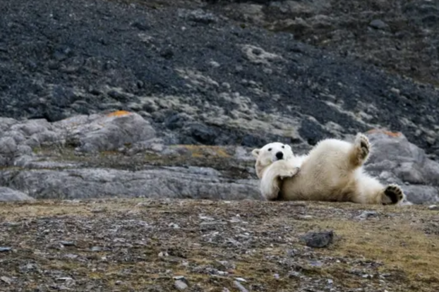 Polar Bear
