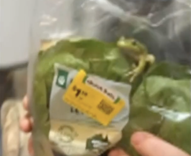 frog