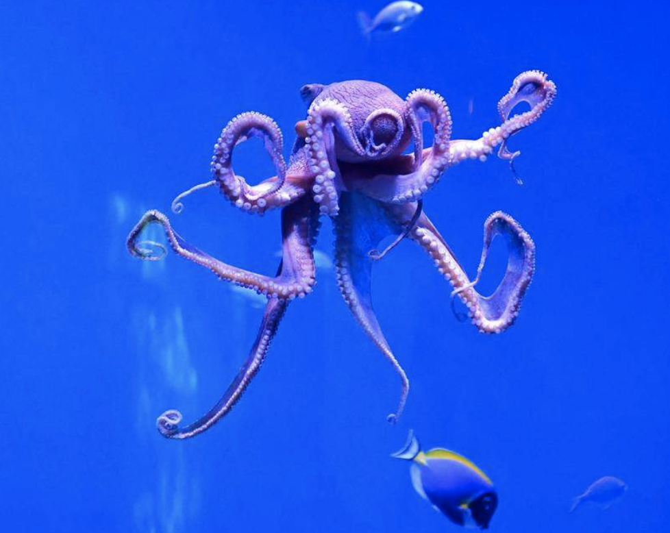 Octopuses Are Punching Lazy Fish During Team Hunts | The Transmission