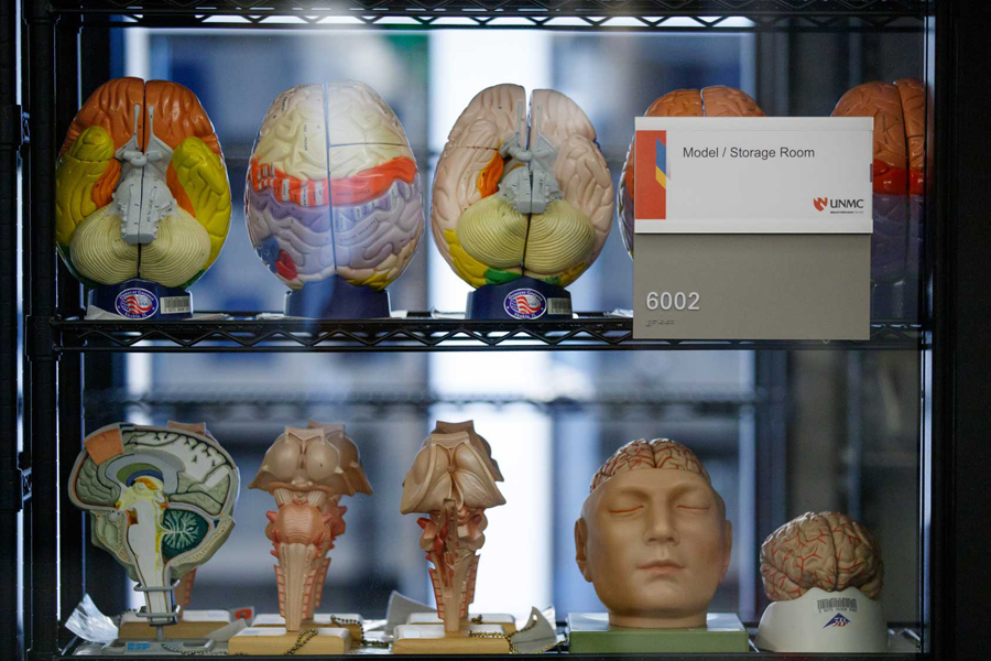 Anatomical models