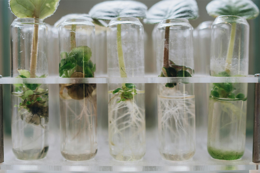 African violet cuttings propagating in vials.