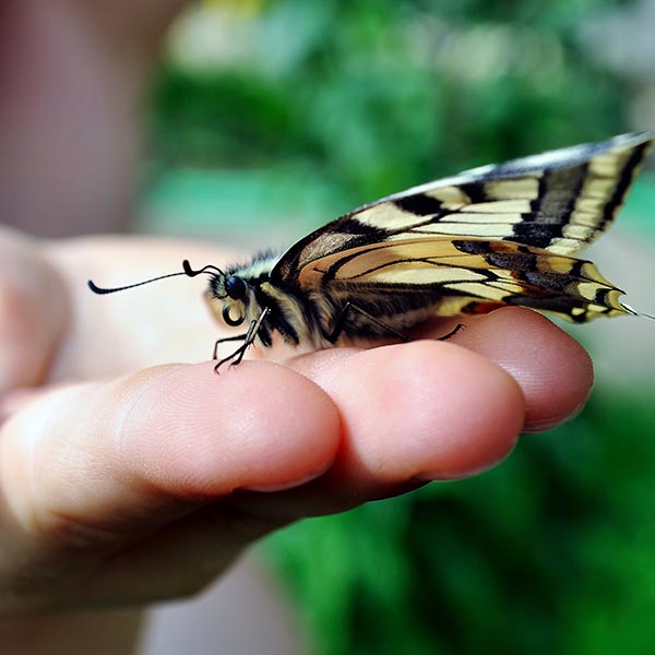 A hand gently holding a butterfly