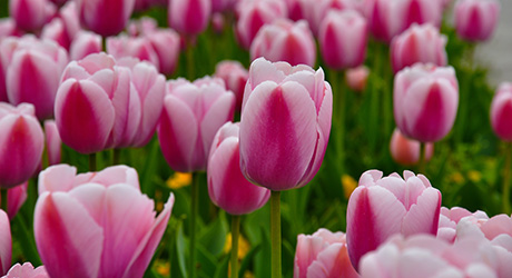pink tulips; credit Rahmi Aksöz from Pexels