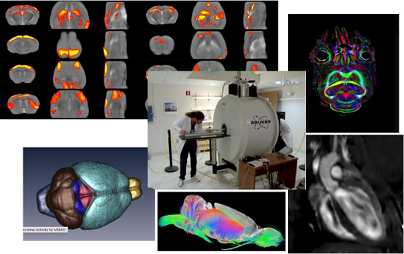 Small Animal MRI Core | College of Medicine | University of Nebraska  Medical Center