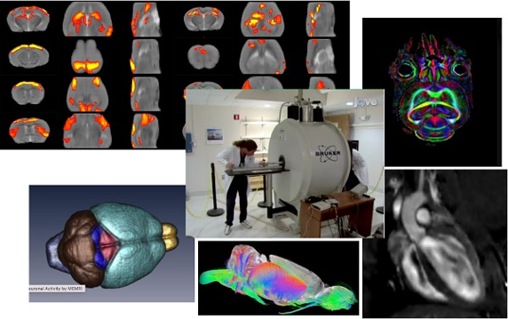 Small Animal MRI